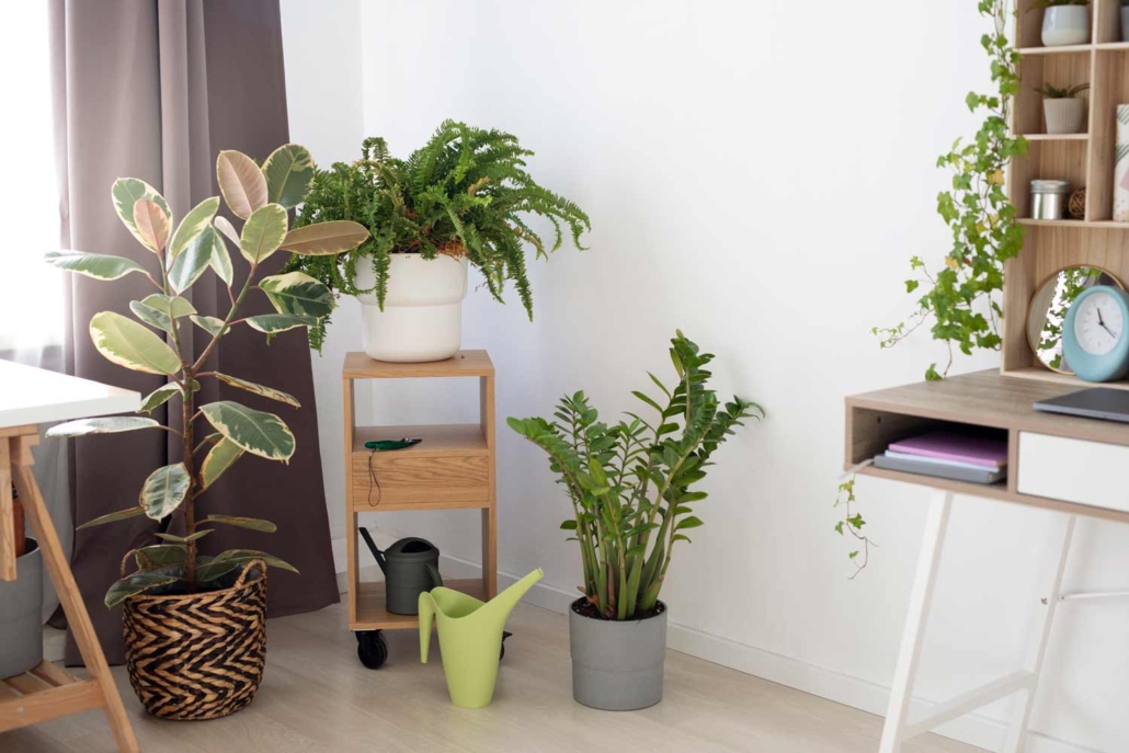 Plantas en una habitación a modo de decoración